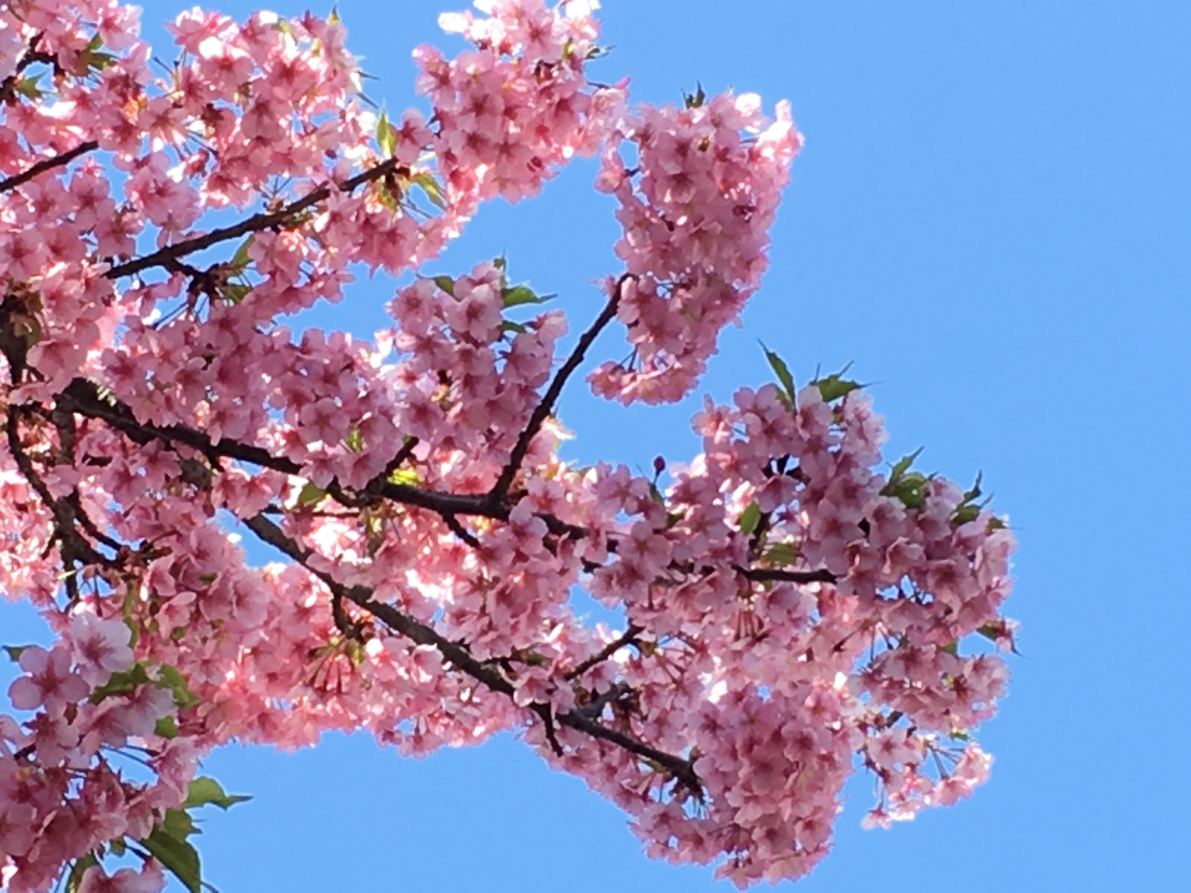 SAKURA