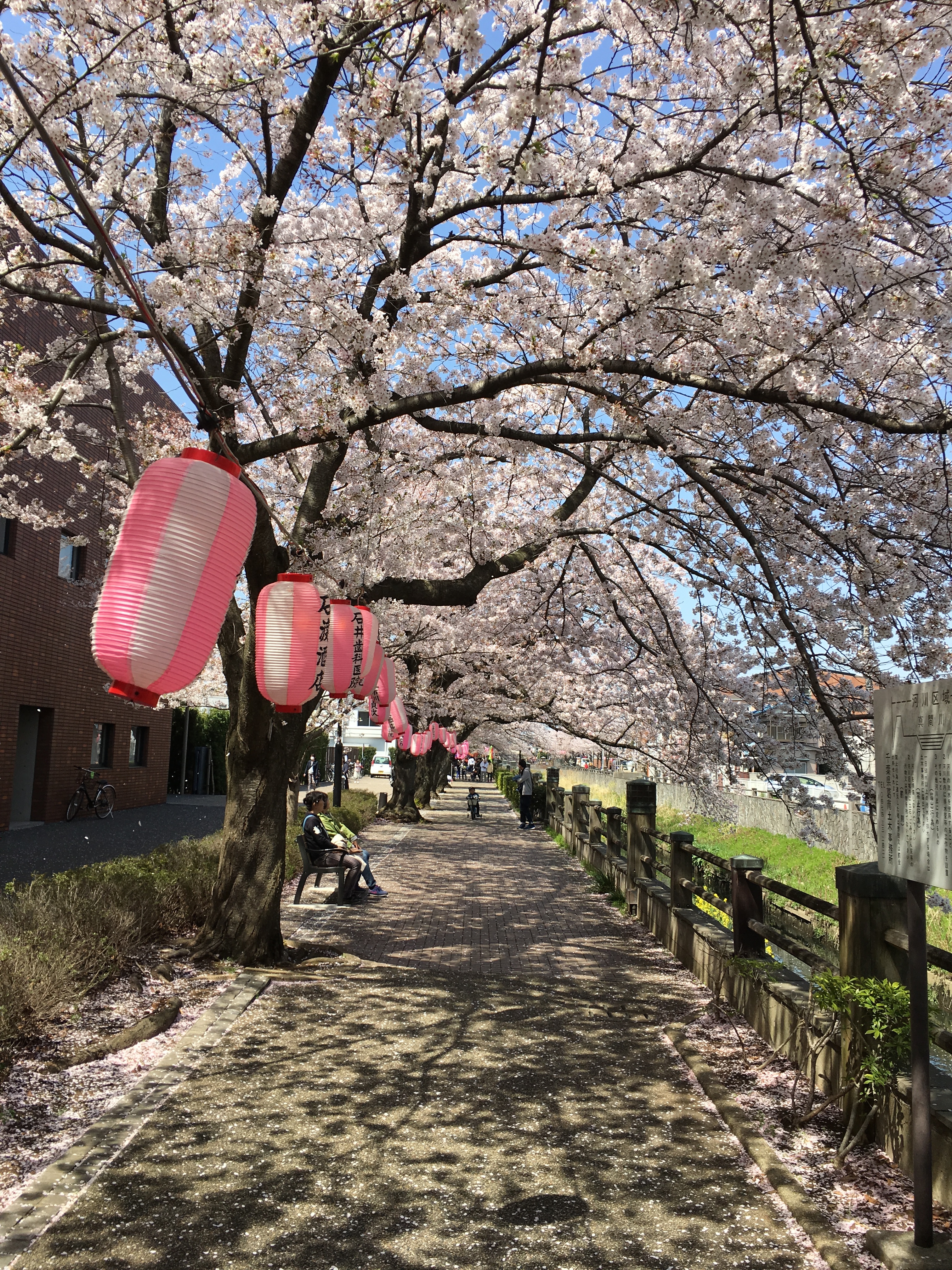 真間川 お花見RUN